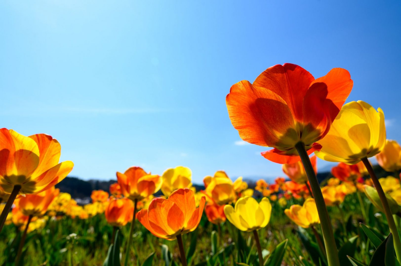 A field of vibrant orange and yellow tulips against a clear blue sky on a sunny day.