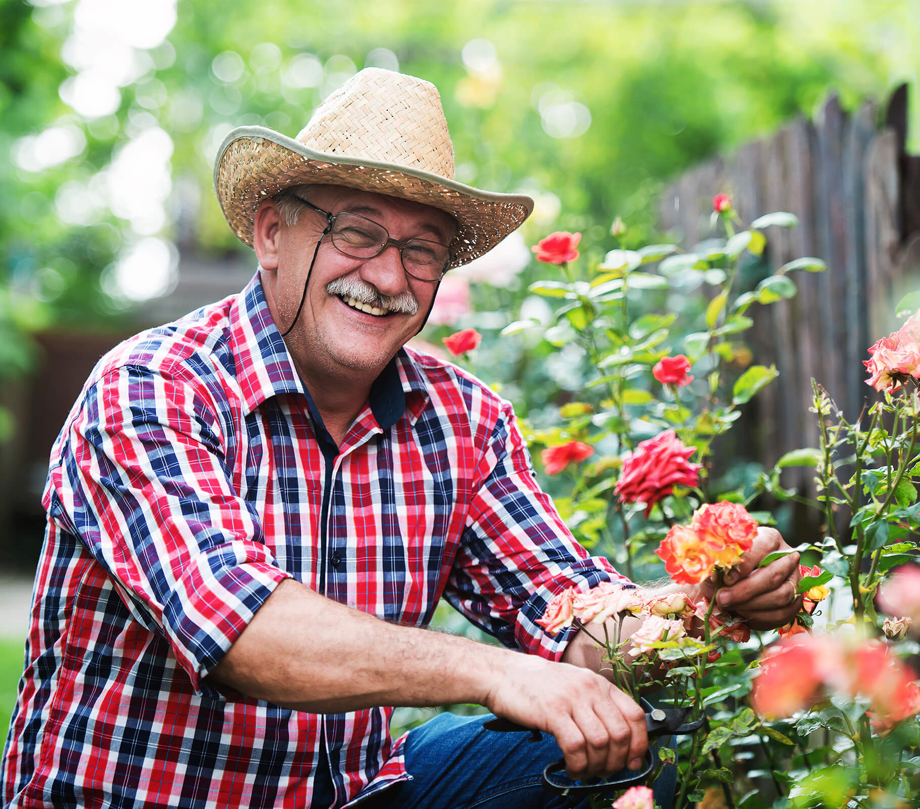 Elderly man in a straw hat gardening with blooming roses in the background.