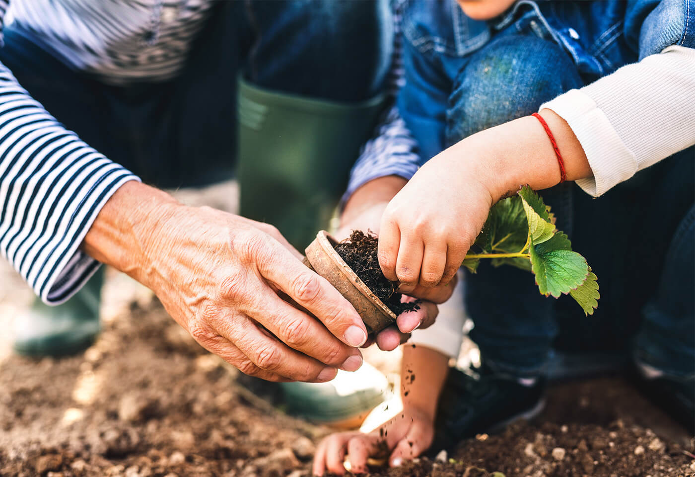 Elder and child gardening together, planting a seedling in soil.